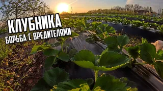 🍓КЛУБНИКА самая важная обработка от вредителей🍓