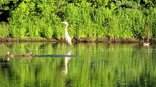 Great Blue Heron being defensive of his fishing spot