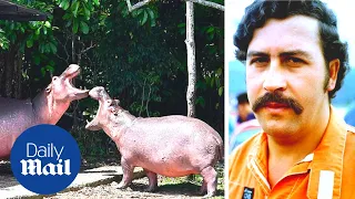 Pablo Escobar hippos: Animals have become the 'world's most invasive species'