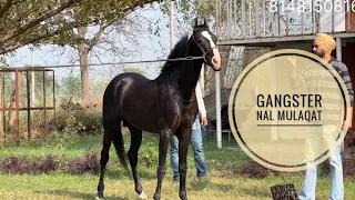 Meet stallion GANGSTER.