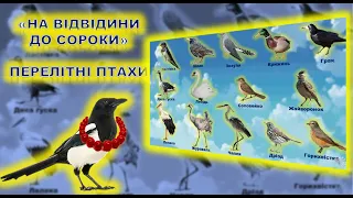 ПТАХИ. ПЕРЕЛІТНІ. ВІДЛІТАЮТЬ У ТЕПЛІ КРАЇ. ЗАНЯТТЯ. ПРИРОДА. ДОВКІЛЛЯ. Дитячий садок.