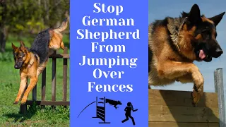 Stopping German Shepherds From Jumping Over Fences