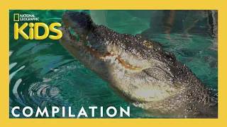 Fearless Adventures with Jack Randall 🐊 | 25 Minutes | Nat Geo Kids Compilation | @natgeokids