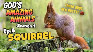 Fun Facts for Kids about Squirrels | God's Amazing Animals (S1 Ep6)