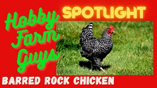 HFG Farm Animal Spotlight: Barred Rock Chicken