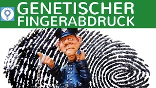 Genetischer Fingerabdruck - RFLP-Methode & STR-Methode einfach erklärt - Vorgehensweise | Gentechnik