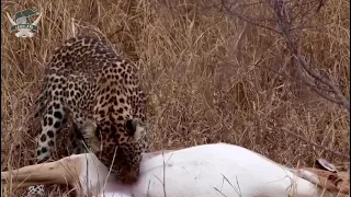 Graphic Content: A young female leopard catches a female impala at least twice her weight