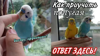 Как ПРИРУЧИТЬ ПОПУГАЯ к рукам? - Ответ ЗДЕСЬ❗