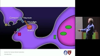 Genes, Cognition, and Human Brain Evolution