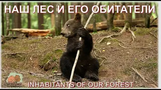 НАШ ЛЕС И ЕГО ОБИТАТЕЛИ