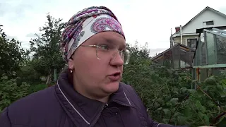 Особенности выращивания ремонтантной малины на Урале