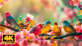 Colorful Birds 4K - Birdsong Sounds in Peaceful Nature - Tranquility Film 4K Ultra HD