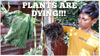 OMG!!! My Plants Are Dying From Fungal Disease