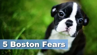 Top 5 Boston Terrier Fears (Owners Surveyed)