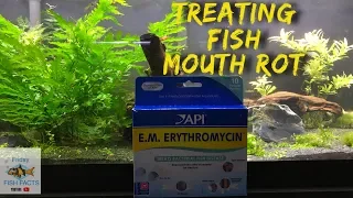 How to identify and treat FISH MOUTH ROT