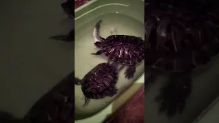 Красноухие черепахи против щуки.