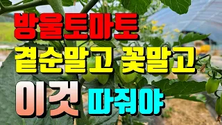 2부)방울토마토 곁순따주는거 말고도 또 해야할일이 있어요.이걸 따주지 않으면 토마토가 제대로 크지 않는답니다.