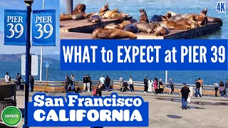 San Francisco Pier 39 California Sea Lions at Fisherman's Wharf Best Places Family Travel 2023 in 4K
