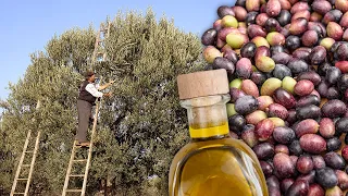 Artisanal oil. Harvesting of the olives and their elaboration in the mill in 1995 | Documentary film