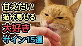 【猫の愛情表現】飼い主に甘えたい猫が見せる大好きサイン15選