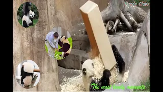 Panda Teamwork 🐼 - Aww Cute Panda - Funniest Animals Compilation_Part 3 💗