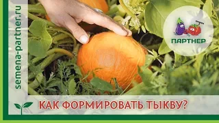 Как формировать тыкву?