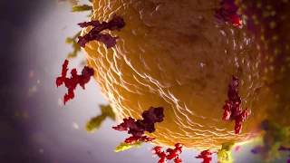 Antigenic Drift: How the Influenza Virus Adapts