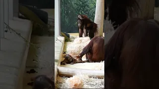 Sari and Kendari met with Suriya and baby Nilah#shorts#funnyvideo#orangutans#funnyanimals#zoo