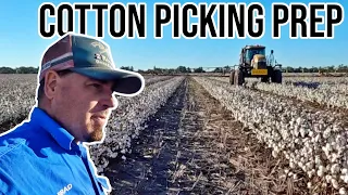 Cotton Update! | Not Long to Go! | Vlog 281