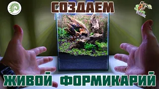 Создаем природный формикарий ● Florariumplants