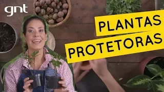 Dicas de plantas para proteger e energizar a sua casa | Jardinagem | Gabi Pileggi