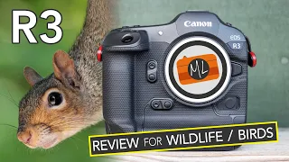 Canon R3 Review for Wildlife and Birds in Flight