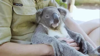 The world's most chilled Koala