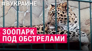 Животные Николаевского зоопарка | #ВУКРАИНЕ