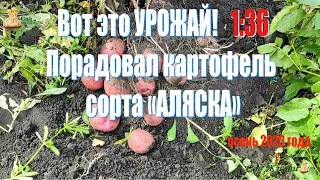 ВОТ ЭТО УРОЖАЙ! Порадовал картофель сорта "Аляска". С одного посаженного ведра собрали 36 ведер!