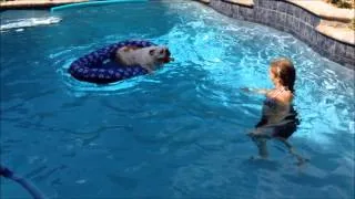 English Bulldog Swimming