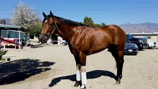 Horse trainer Ryan Hanson talks about a Thoroughbreds conformation.