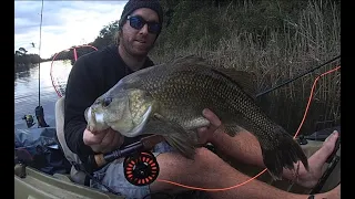 Big Aussie Bass and Estuary Perch on fly