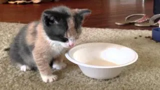 Kitty cat falls asleep while drinking milk