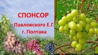 @Виноград 2019  Виноград Спонсор  Отзыв о винограде