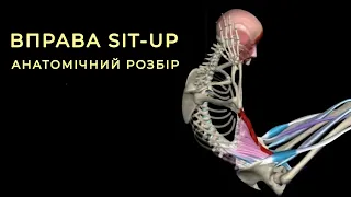 Анатомія вправи Sit-Up