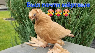 узбекские голуби юры из Германии