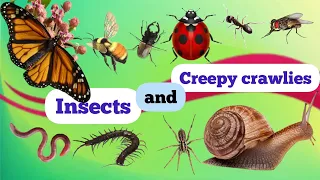 Insects/Insects for kids/learn about Insects and creepy crawlies