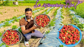 Alhumduliallah Hamari Starwberry Tayar Ho Gi