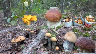 Сбор Грибов🍄 ГРИБНОЕ Безумие РАЗДЕЛАСЬ чтобы Донести/СОТНЯ ГРИБОВ ОСТАЛАСЬ В ЛЕСУ/Нашла всех