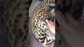 Злой и страшный азиатский леопардовый кот Мартин))))
