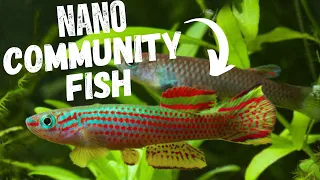 Best SMALL Community Aquarium Fish | TOP 7