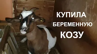 НА ХУТОР ЗА КОЗОЙ, ПОПОЛНЕНИЕ В ХОЗЯЙСТВЕ/КУПИЛА БЕРЕМЕННУЮ КОЗУ