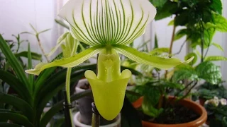 Орхидея Пафиопедилум (Венерин башмачок). Орхидеи - Ванда, Мильтония, Дендробиум, Фалинопсис.