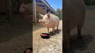 This Pig Gets A Birthday Party #animal #rescueanimals #pig #sanctuary